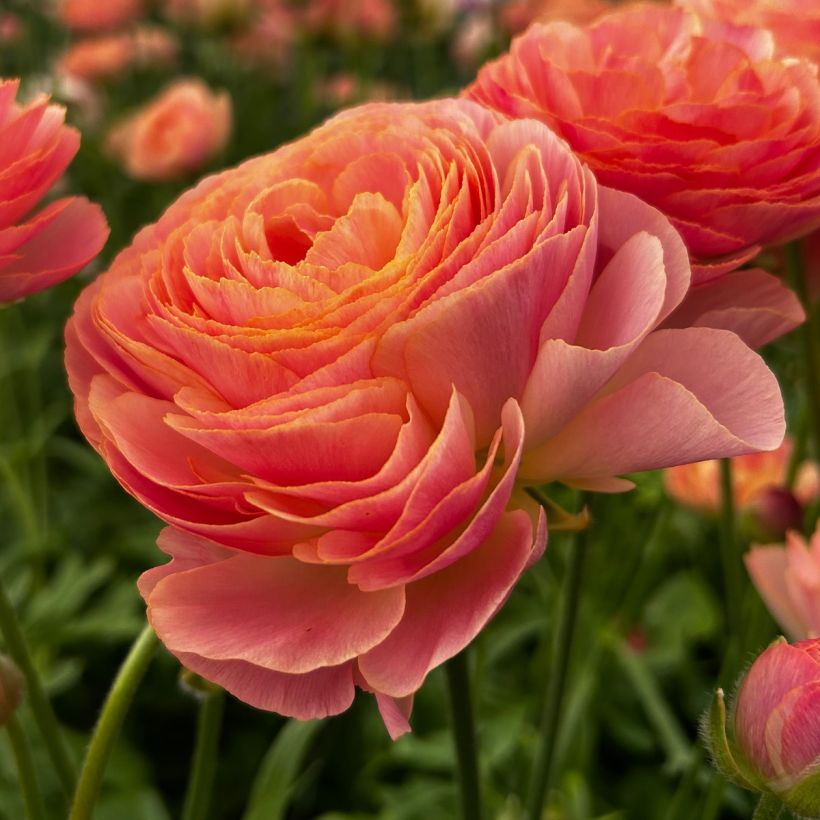 Ranuncolo asiatico Romance Nohant – Ranunculus asiaticus (Fioritura)
