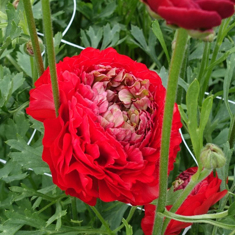Ranuncolo asiatico Romance Odon – Ranunculus asiaticus (Fioritura)