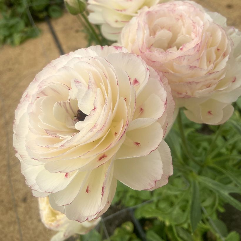 Ranuncolo asiatico Romance Orleans – Ranunculus asiaticus (Fioritura)