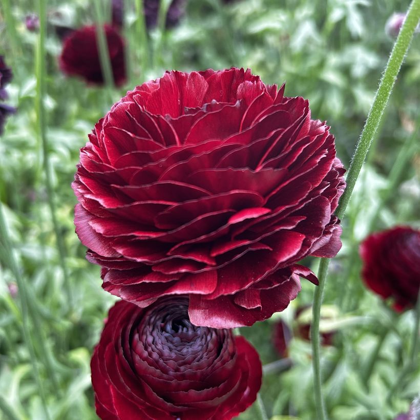 Ranuncolo asiatico Romance Perigord – Ranunculus asiaticus (Fioritura)