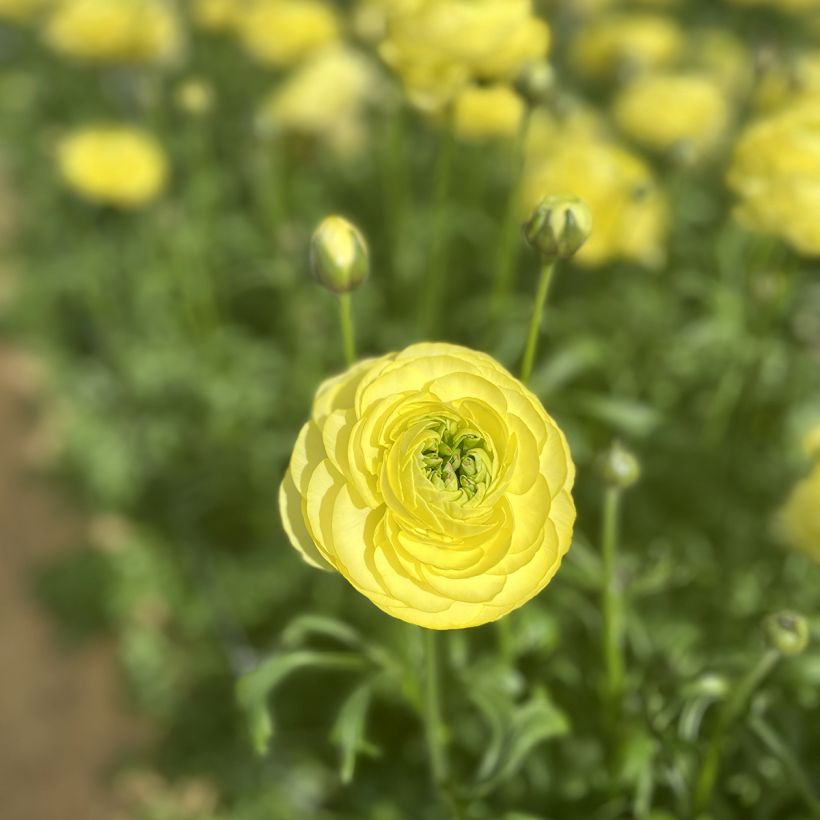 Ranuncolo asiatico Romance Quimper – Ranunculus asiaticus (Fioritura)