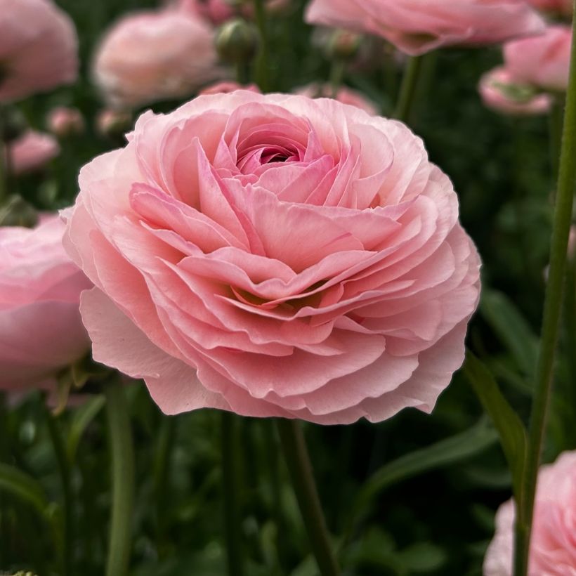 Ranuncolo asiatico Romance Seine – Ranunculus asiaticus (Fioritura)