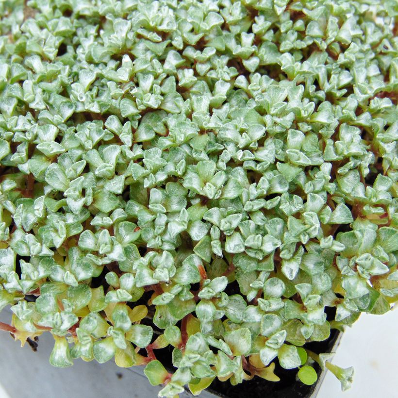 Raoulia australis (Fogliame)