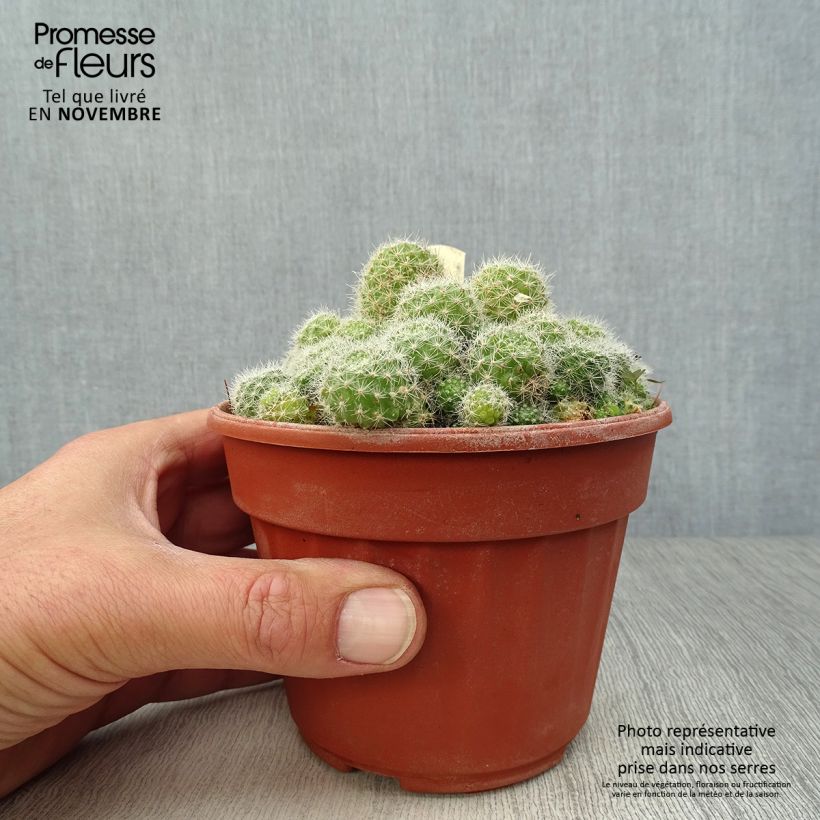 Esemplare di Rebutia sp. Vaso da Ø 12 cm / 13 cm come consegnato in autunno