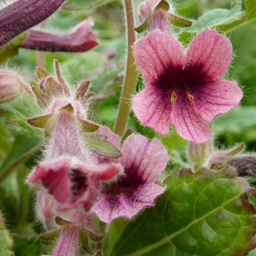 Rehmannia henryi (Fioritura)