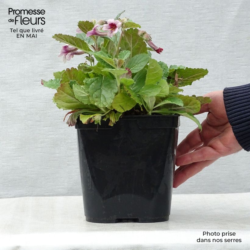 Rehmannia henryi Vaso da 2L/3L esemplare consegnato in primavera