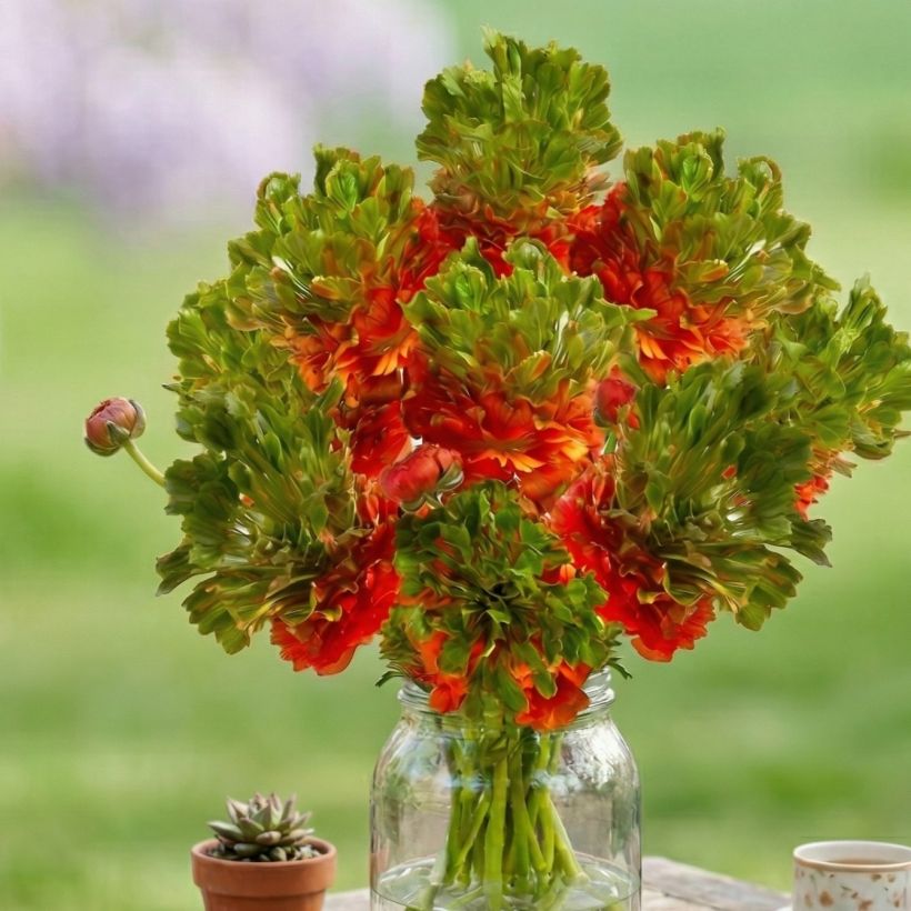 Ranuncolo asiatico Crown Nervion – Ranunculus asiaticus (Porto)