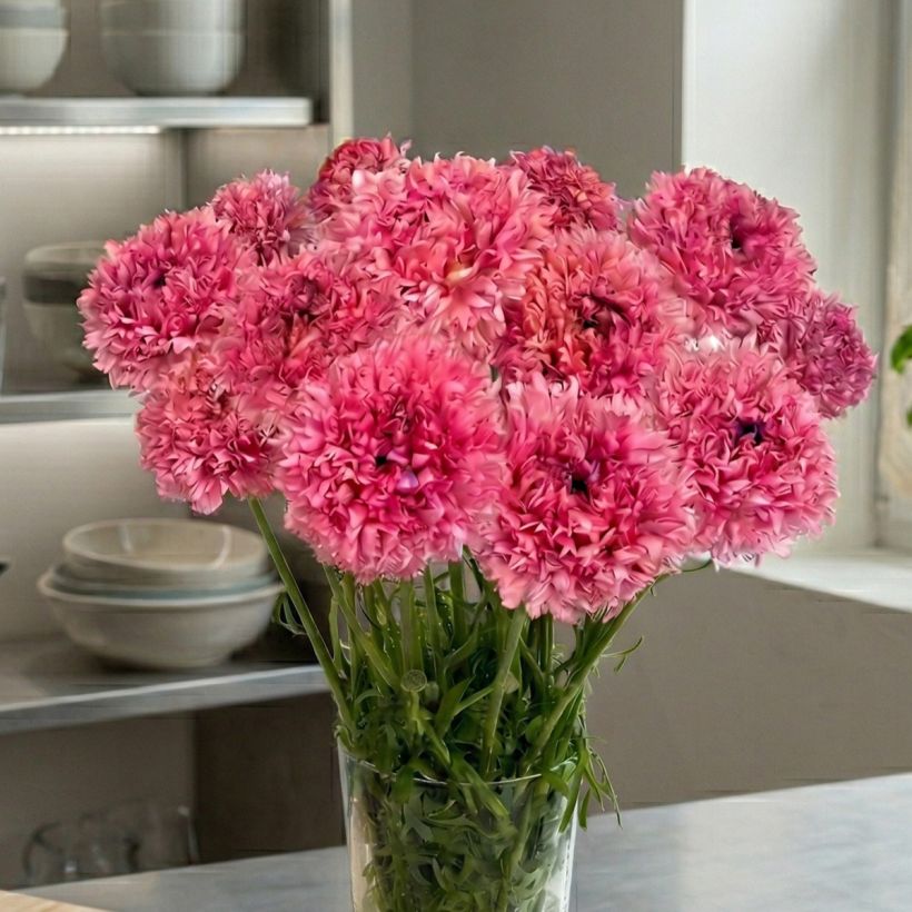 Ranuncolo asiatico Poodle Ramlia – Ranunculus asiaticus (Porto)