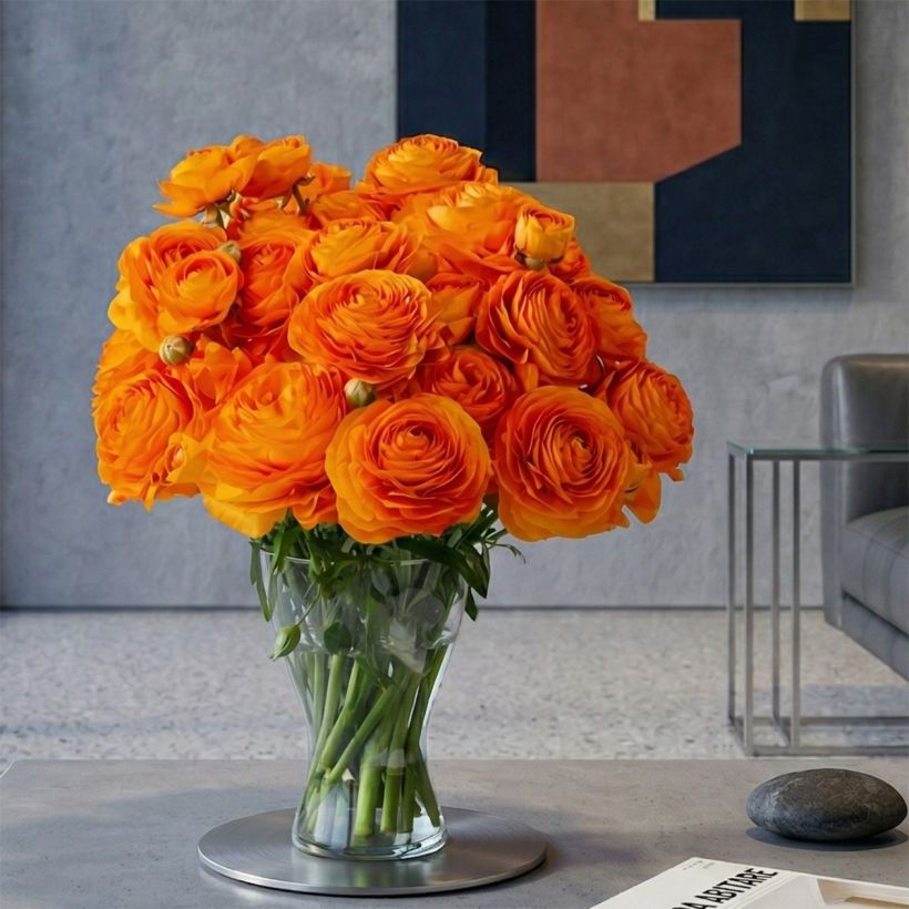 Ranuncolo asiatico Romance Digne – Ranunculus asiaticus (Porto)