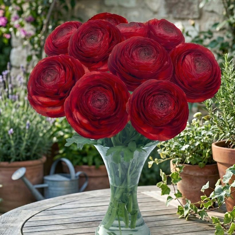 Ranuncolo asiatico Romance Get Lucky – Ranunculus asiaticus (Porto)