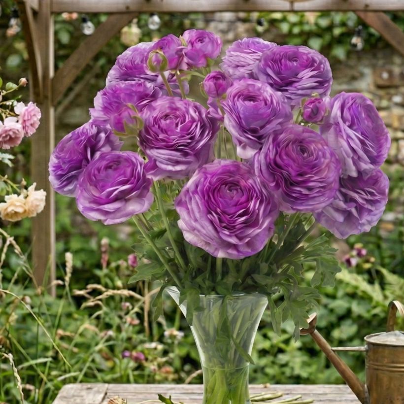 Ranuncolo asiatico Romance Loubeyres – Ranunculus asiaticus (Porto)