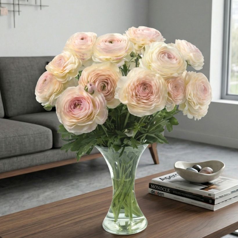 Ranuncolo asiatico Romance Maritime – Ranunculus asiaticus (Porto)