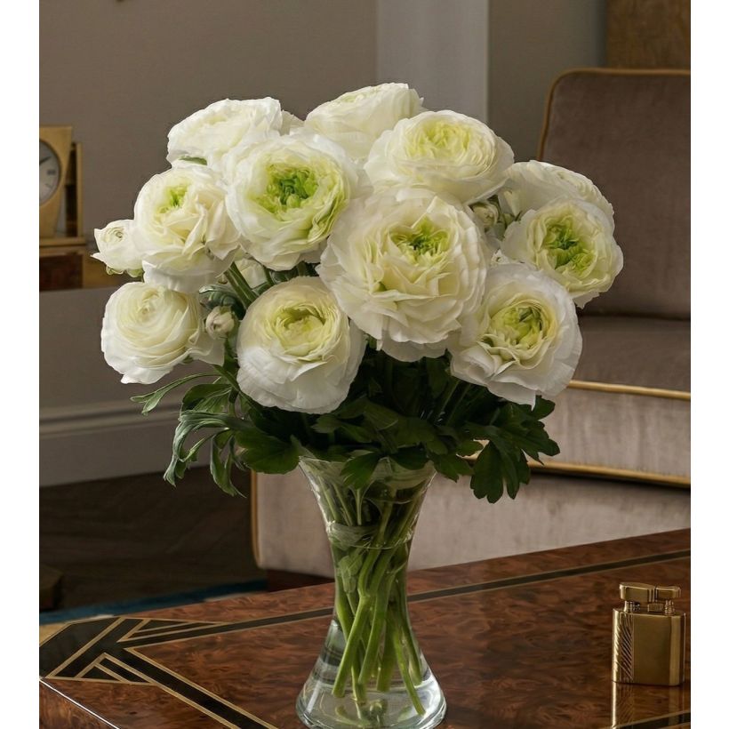 Ranuncolo asiatico Romance Montenvers – Ranunculus asiaticus (Porto)
