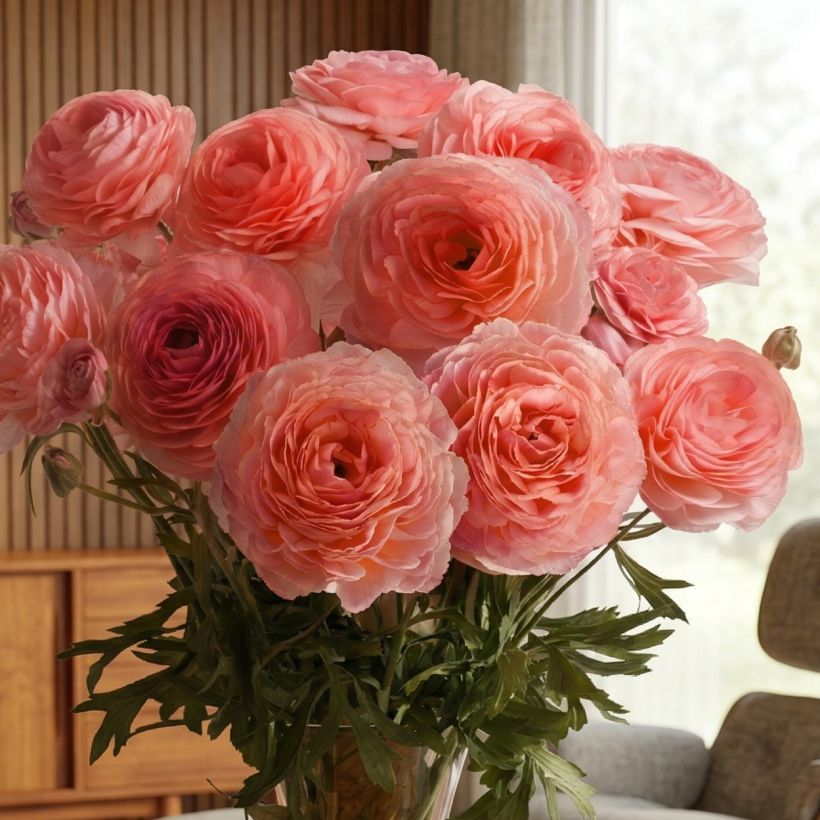 Ranuncolo asiatico Romance Nohant – Ranunculus asiaticus (Porto)