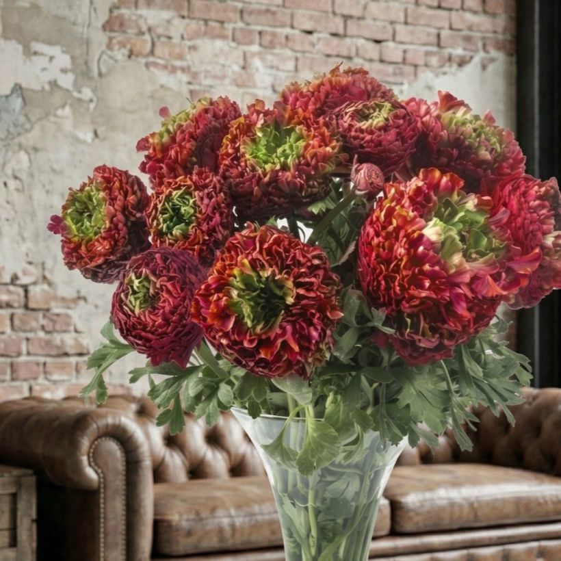 Ranuncolo asiatico Romance Odon – Ranunculus asiaticus (Porto)