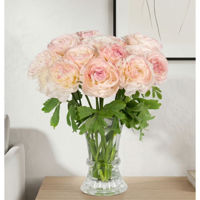 Ranuncolo asiatico Romance Orleans – Ranunculus asiaticus (Porto)