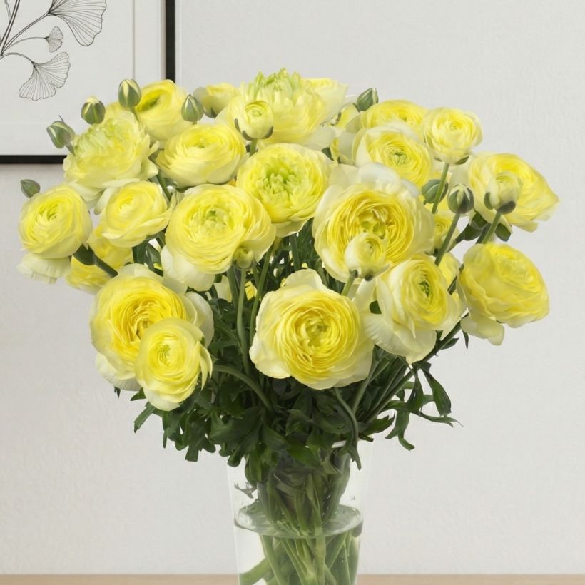 Ranuncolo asiatico Romance Quimper – Ranunculus asiaticus (Porto)