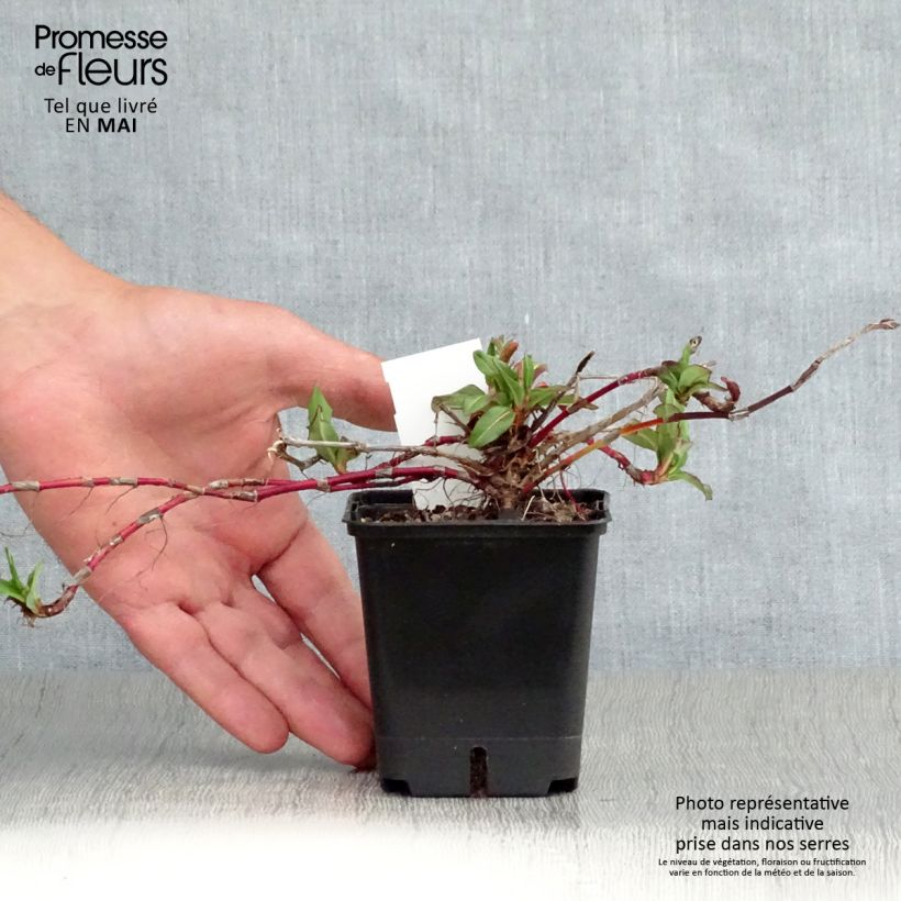 Example of Persicaria affinis Kabouter Vasetto da 8/9 cm as you get in printemps