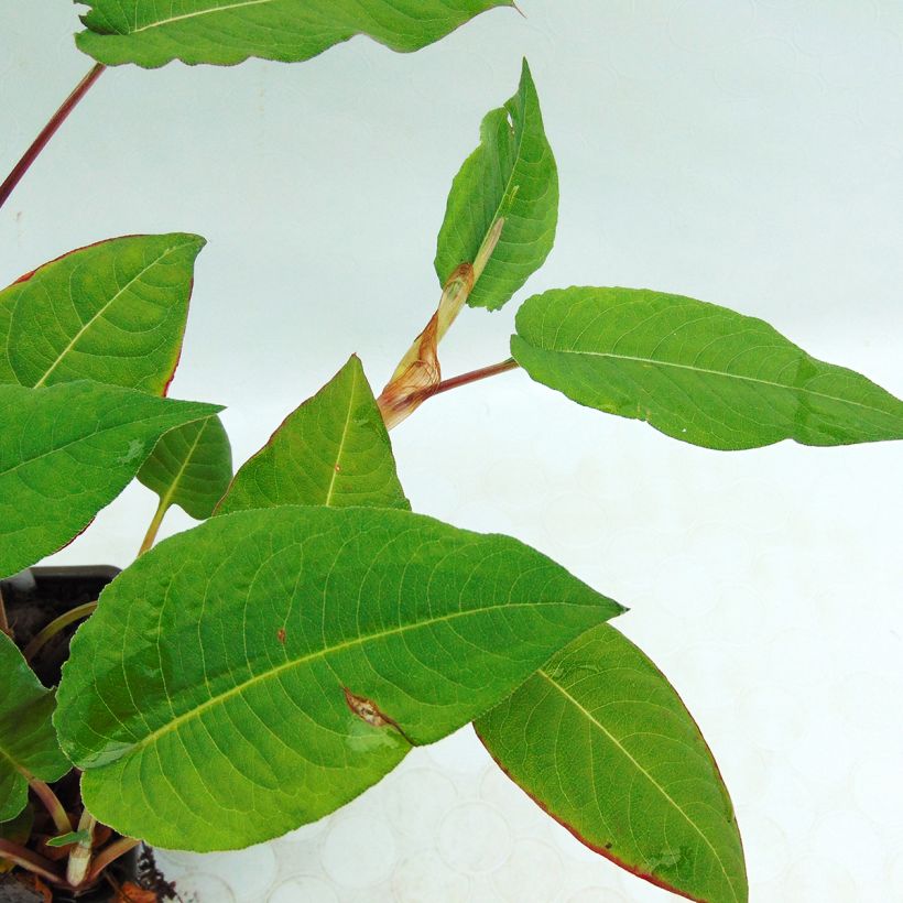 Persicaria amplexicaulis Fat Domino (Foliage)