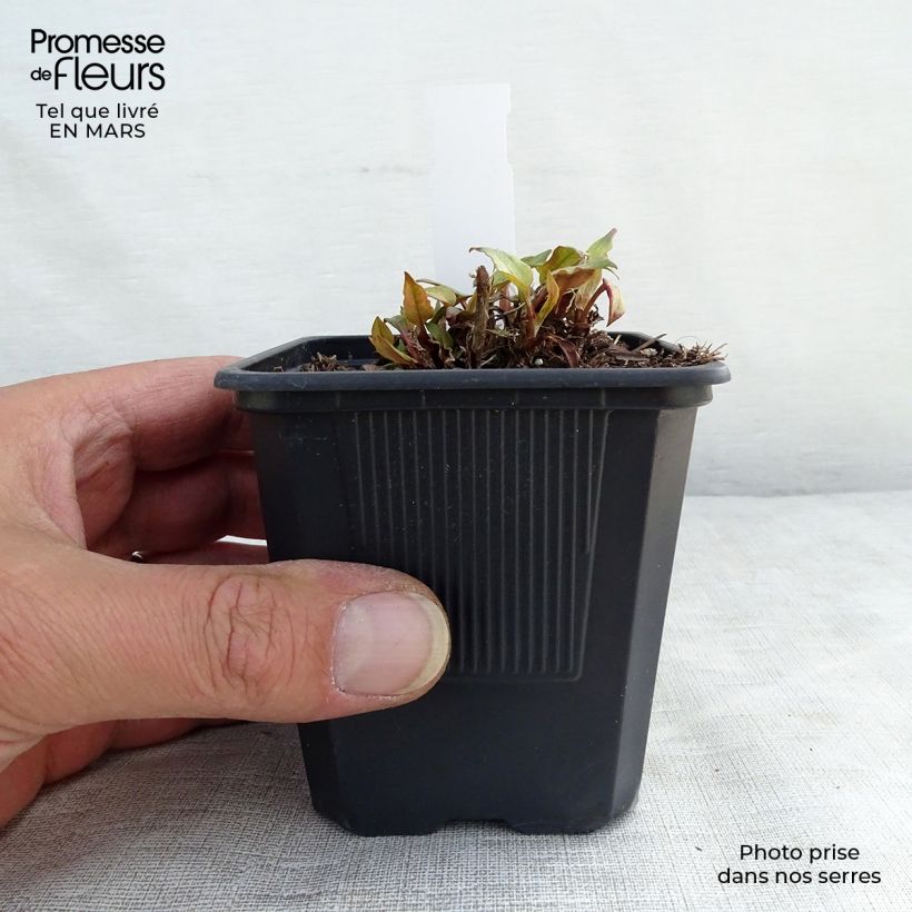 Example of Persicaria amplexicaulis Golden Arrow Vasetto da 8/9 cm as you get in printemps