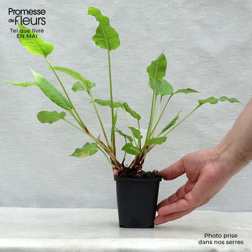 Persicaria amplexicaulis High Society Vasetto da 8/9 cm esemplare consegnato in primavera