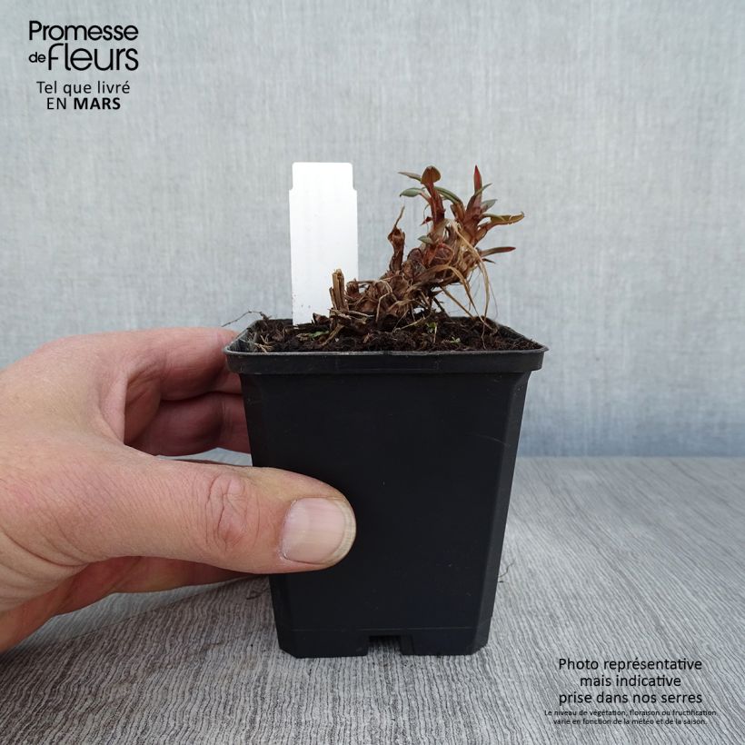 Persicaria amplexicaulis Orange Field Vasetto da 7/8 cm esemplare consegnato in primavera