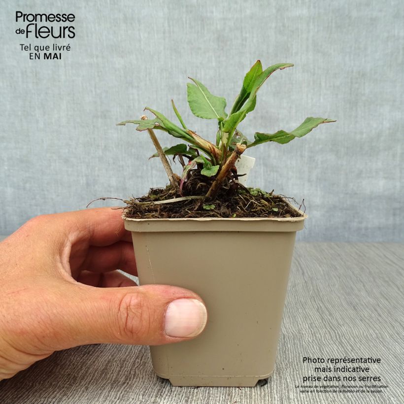 Persicaria amplexicaulis Pink Elephant Vasetto da 8/9 cm esemplare consegnato in primavera