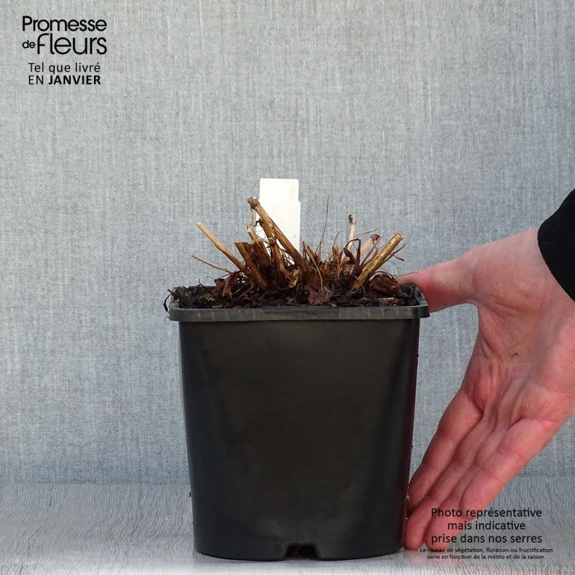 Renouée - Persicaria amplexicaulis Pink Elephant Pot de 1,5L/2L esemplare consegnato in inverno