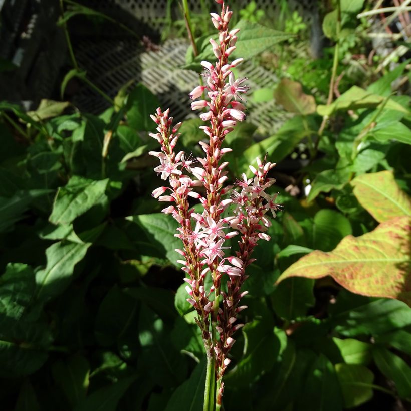 Persicaria amplexicaulis Rosea (Flowering)