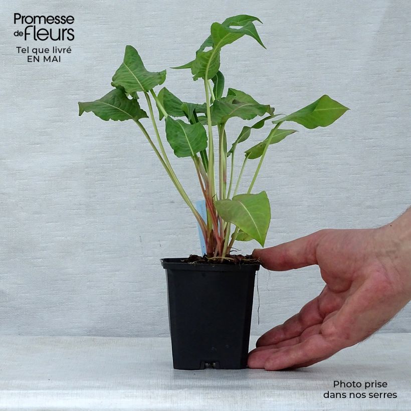 Example of Persicaria amplexicaulis Rosea Vasetto da 8/9 cm as you get in printemps