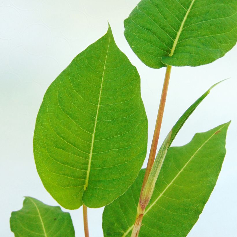 Persicaria amplexicaulis Taurus (Foliage)