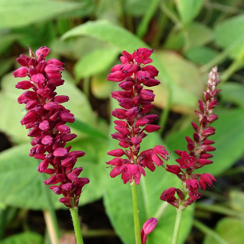 Persicaria amplexicaulis Taurus (Flowering)