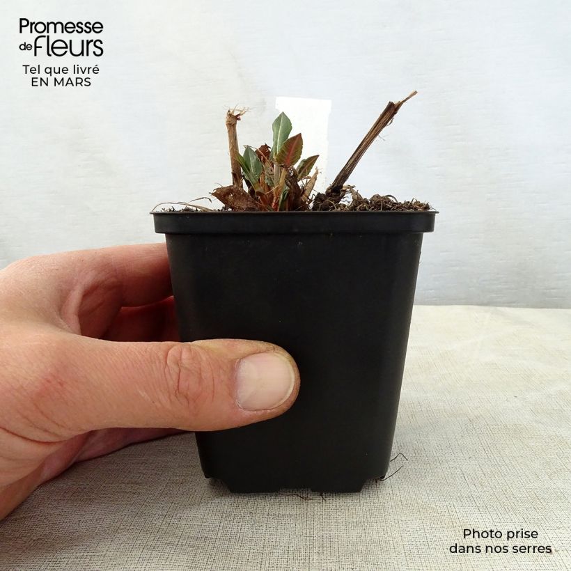 Example of Persicaria amplexicaulis White Eastfield Vasetto da 8/9 cm as you get in printemps