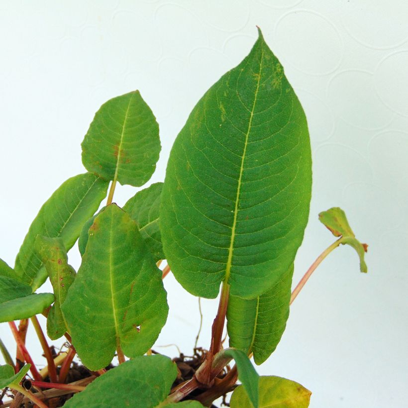 Persicaria amplexicaulis var. pendula (Foliage)