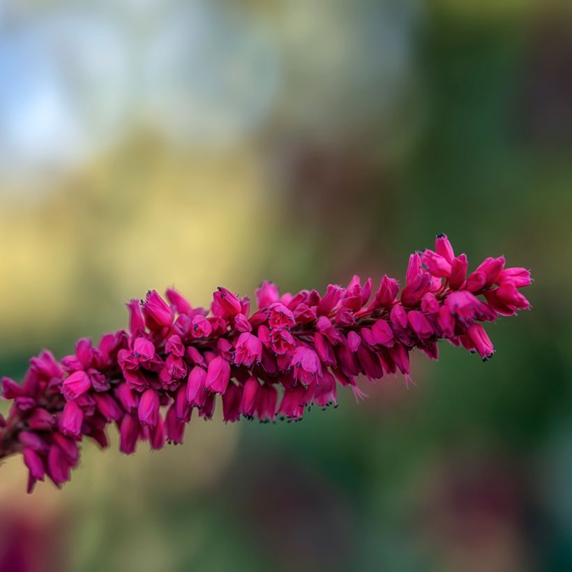 Persicaria amplexicaulis var. pendula (Flowering)