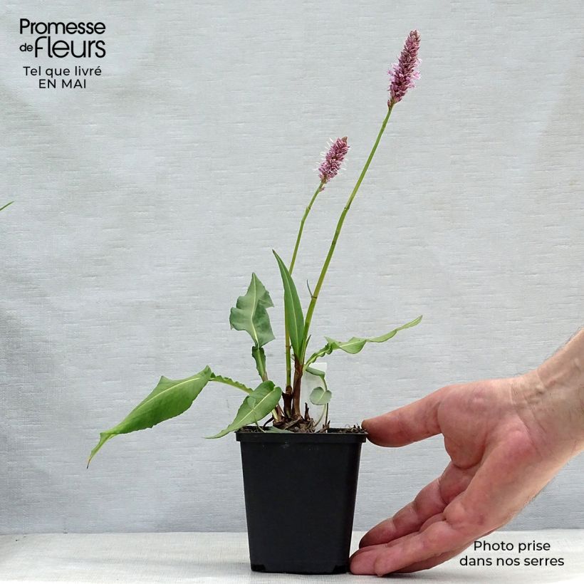 Example of Persicaria bistorta Hohe Tatra - Bistorta Vasetto da 8/9 cm as you get in printemps