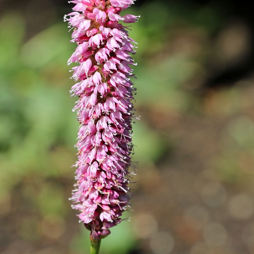 Persicaria bistorta Hohe Tatra - Bistorta (Flowering)