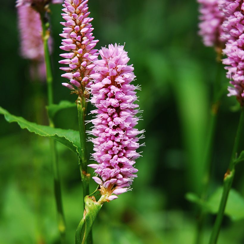 Persicaria bistorta Superba - Bistorta (Flowering)