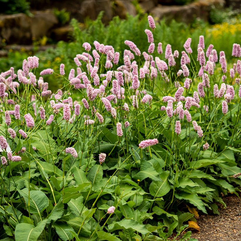 Persicaria bistorta Superba - Bistorta (Plant habit)