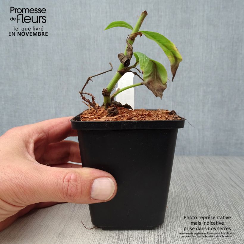 Esemplare di Persicaria polymorpha Vasetto da 8/9 cm come consegnato in autunno