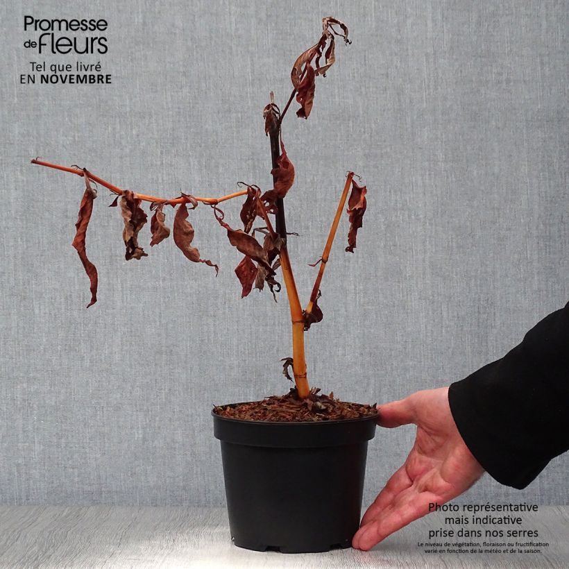 Esemplare di Persicaria polymorpha Vaso da 2L/3L come consegnato in autunno