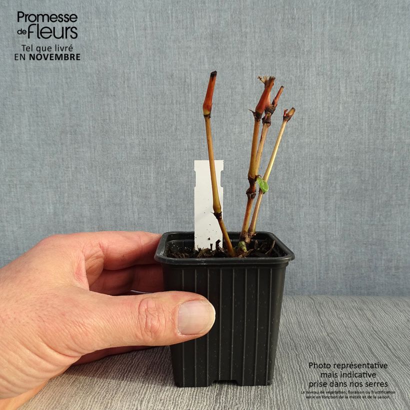 Esemplare di Persicaria virginiana Painter's Palette Vasetto da 8/9 cm come consegnato in autunno