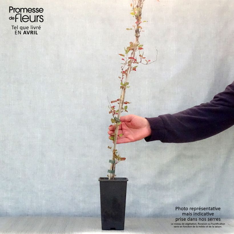 Example of Fallopia aubertii Vaso da 2L/3L as you get in printemps