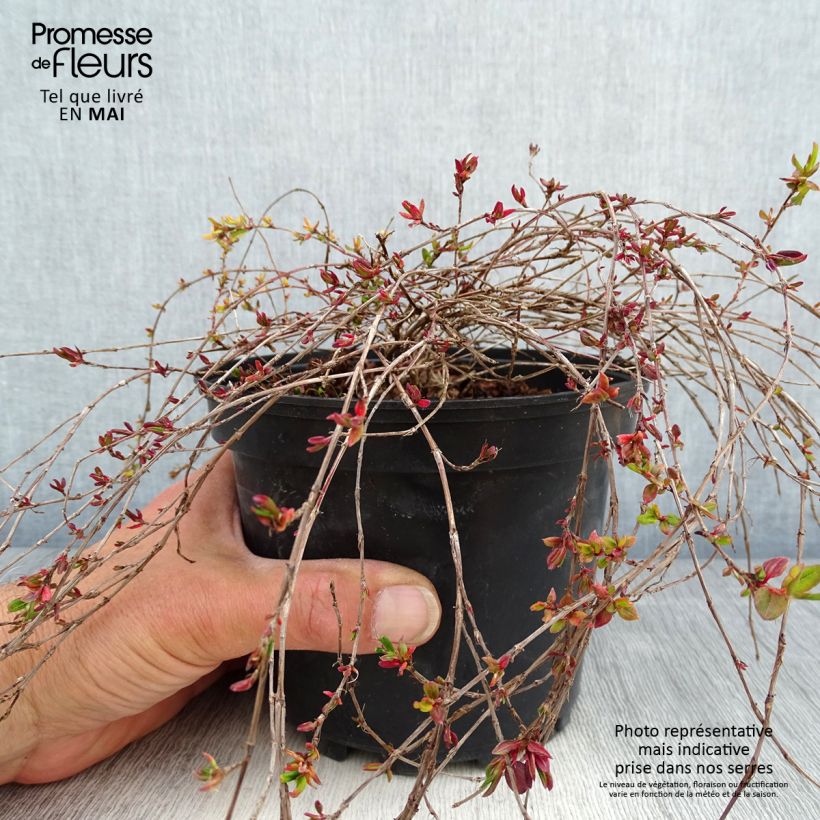 Example of Persicaria vacciniifolia Vaso da 2L/3L as you get in printemps