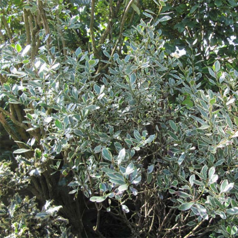 Rhamnus alaternus Argenteovariegata - Alaterno (Foliage)