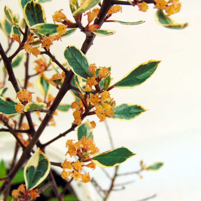 Rhamnus alaternus Argenteovariegata - Alaterno (Flowering)