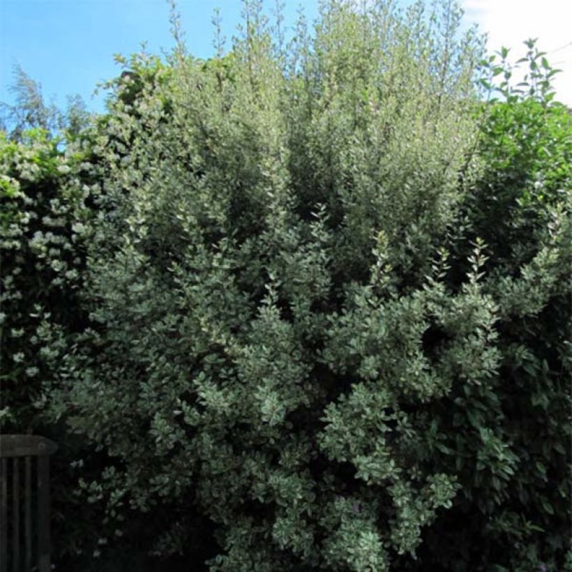 Rhamnus alaternus Argenteovariegata - Alaterno (Plant habit)