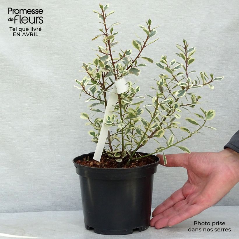 Example of Rhamnus alaternus Argenteovariegata - Alaterno Vaso da 2L/3L as you get in printemps