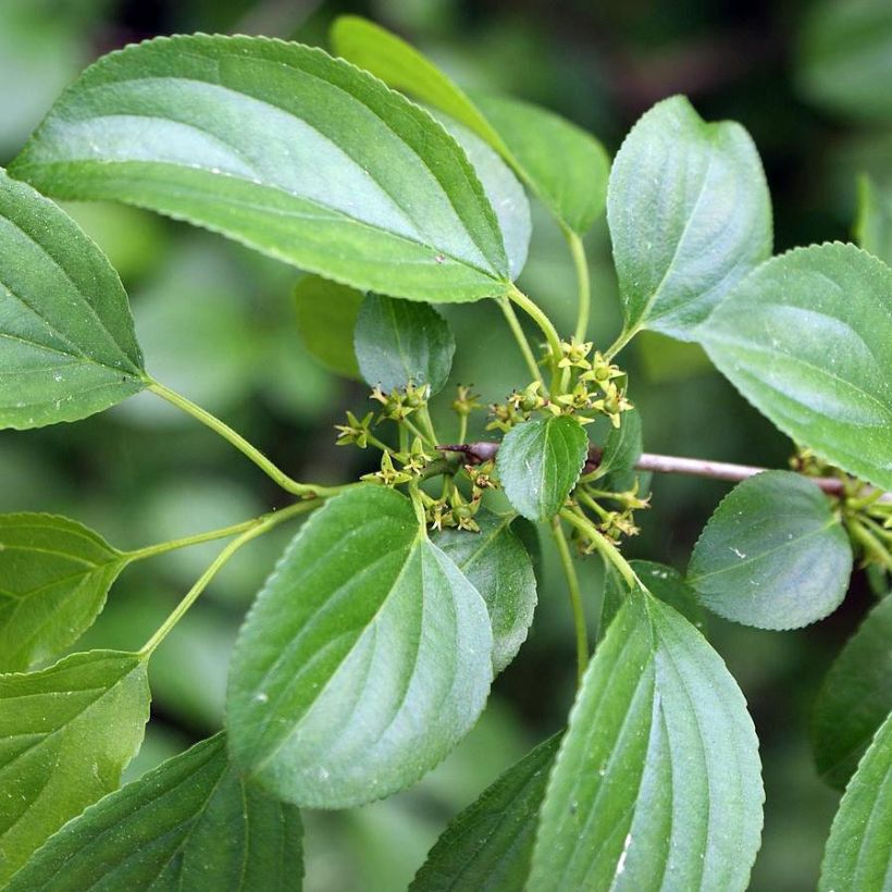 Rhamnus catharticus - Spinocervino (Fogliame)