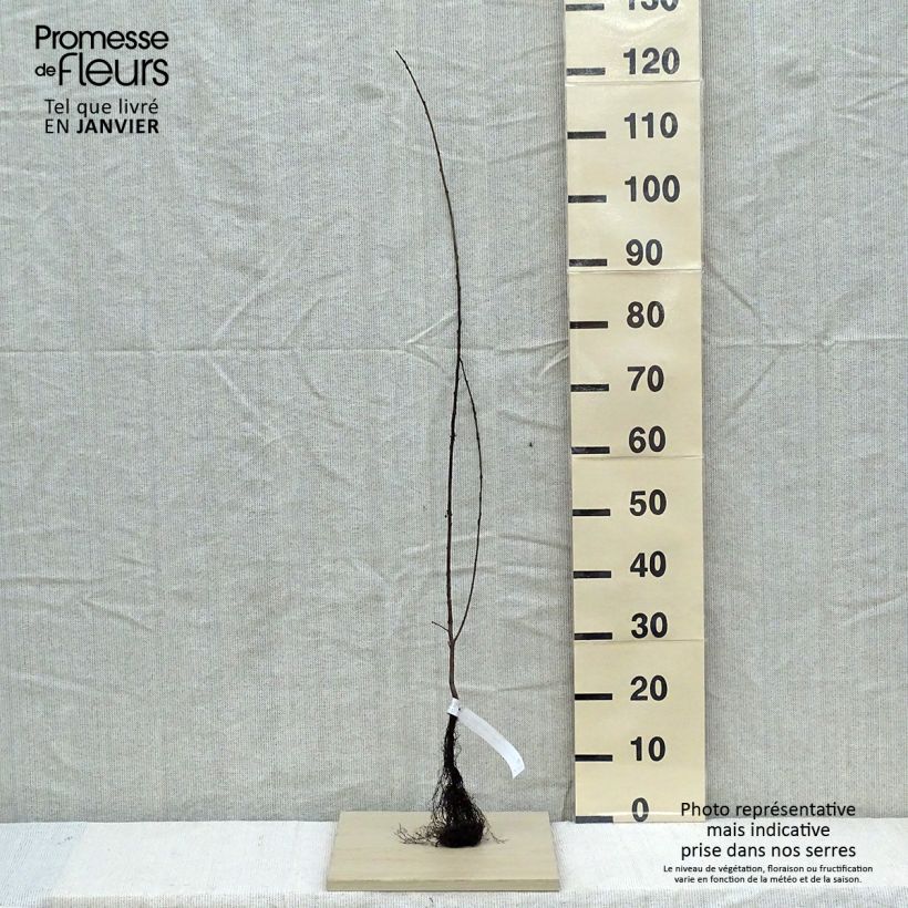 Rhamnus catharticus - Spinocervino Piante piccole a radice nuda esemplare consegnato in inverno